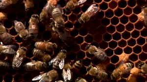 Apiculture urbaine: avoir des ruches dans sa cour