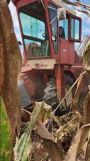 2 row New Idea corn picker. #tractor #farm #harvest #farmlife #corn #farmer #fyp #agriculture