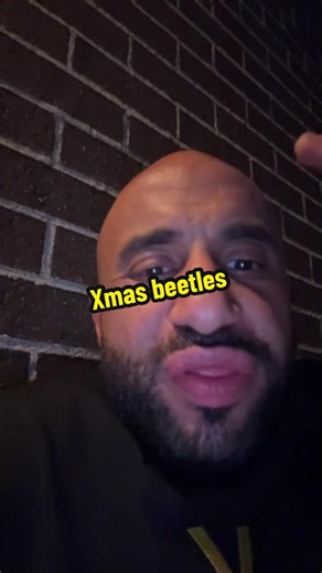 Understanding Christmas Beetles in Australia