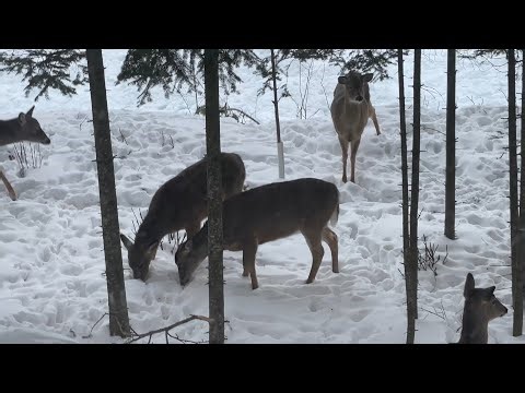 Deer In the Yard 2026 02 7