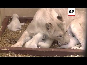 Three white lion cubs born in private zoo