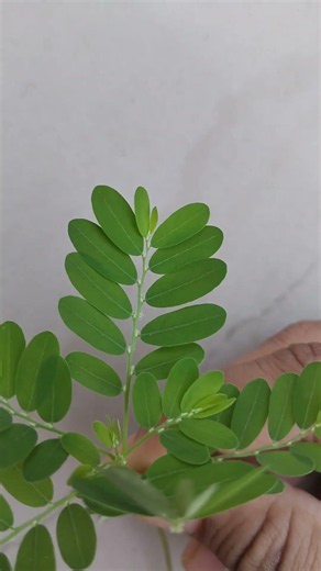 Angiosperm plant ☘️🌵#biology #botany #angiosperm #plants #botanylovers
