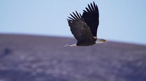 Flying Eagle Stock Footage: Royalty-Free Video Clips - Storyblocks