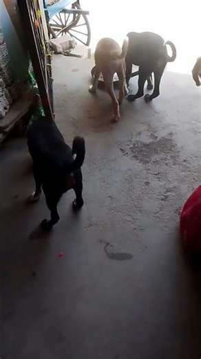 support me 🙏🏻🙏🏻 #shortvideo #streetdog #youtubeshorts #pets #help