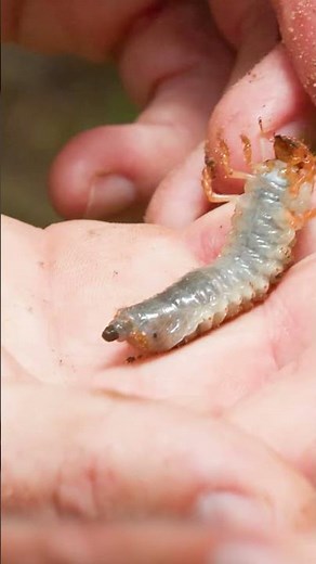 This Earthworm is Absolutely Massive!