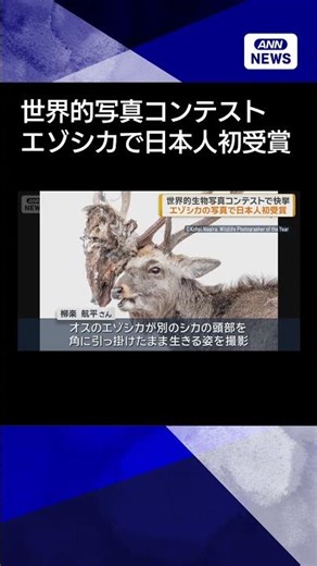 【ニュース】世界的生物写真コンテストで快挙 エゾシカの写真で日本人初受賞#shorts