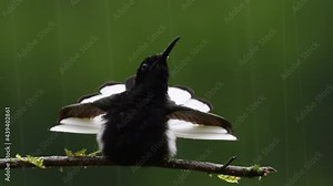 beija-flor-preto (Florisuga fusca) - Black Jacobin