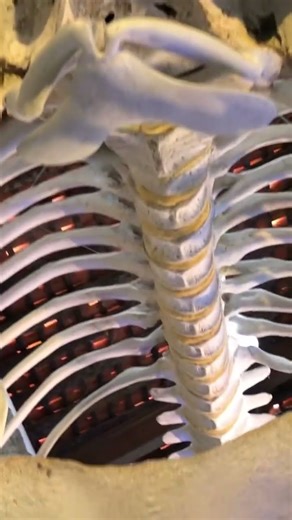 Ossada de baleia cachalote #museum #baleia