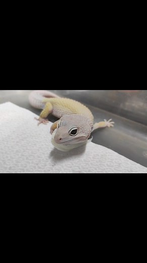 2.2K views | Przyłapany 朗年年年 | Smiling Lizard - Gekony Lamparcie | Facebook