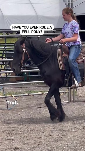 77K views · 3.6K reactions | Gracie my “grandaughter” and Trooper a fell pony. What is a fell pony? The Fell Pony is a versatile, working breed of mountain and moorland pony originating on Cumberland and Westmorland farms of northwest England. Great ride by both! #ponyride #ponylove #mygranddaughter #horsetraining #horseridinglesson | Debby Hendrickson | Facebook