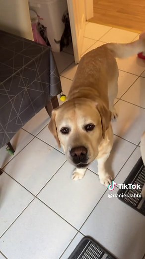 22 Tage alte Welpen: Aktiv und verspielt!