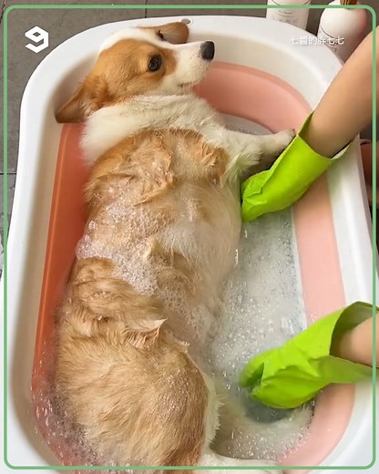 Bathing a corgi 101 | Barked