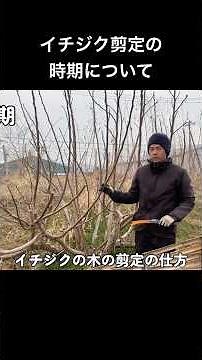 【イチジクの木の剪定の時期について】 #農業 #家庭菜園 #無農薬 #イチジク #剪定 #農家