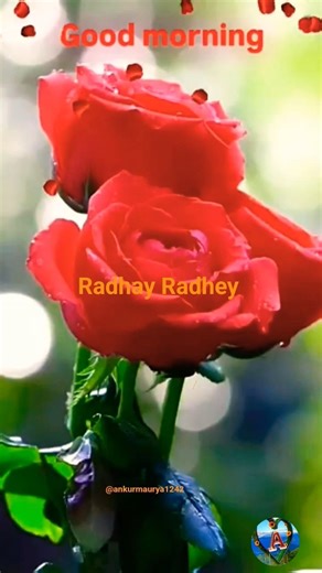 beautiful# flowers 🌹🌹# Rose #flower #pyar ki rahon me chhod diya#❤️‍🩹 said song #status video