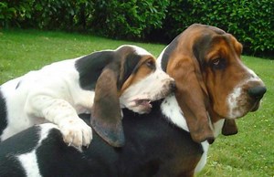 Why Dangling Modifiers Aren't the Real Problem