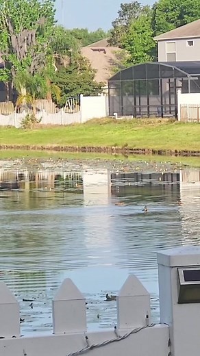 Eagle grabs duck by the throat!