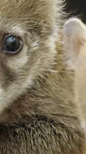 These baby white-nosed coatis are just the cutest! Coatis are members of the raccoon family. But unlike their masked cousins, they are most active during the day ☀️ | National Geographic Australia