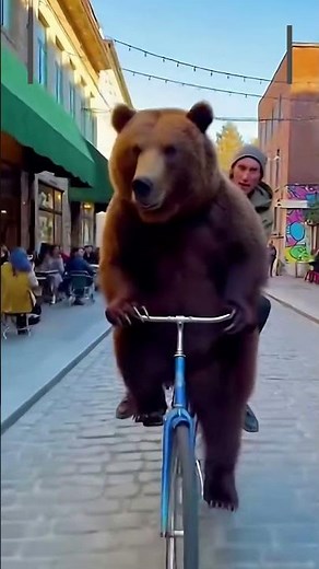 Funny bears compilation #funny #bear #compilation