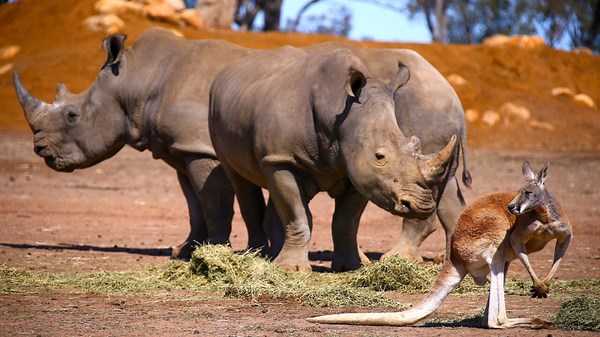2.3K views · 52 reactions | Sky News reporter Gabriella Power explores the regional NSW city of Dubbo – visiting the Taronga Western Plains Zoo, the Old Dubbo Gaol and Wellington Caves. Watch the full episode at www.skynews.com.au/flash | Sky News Australia | Facebook