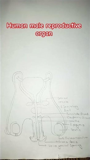 class 12 biology chapter 2 human male reproductive system diagram easy