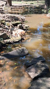 1.2K views | monkey are so much more than the cheeky, playful...