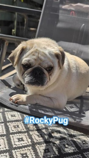 HELP A PUPPY OUT #rockypug #pug #cutedogs #VIRAL #subscribe