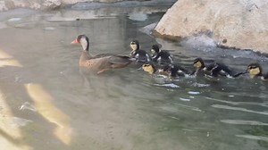 We've got DUCKLINGS! 🐣 These Brazilian Teal hatchlings can be found wandering Harmony Hideaway. You'll notice that both parents are participating in the child rearing process - a unique trait found in only a few bird species, including brazilian teals. Be sure to wave hello to the family on your next visit! | Elmwood Park Zoo