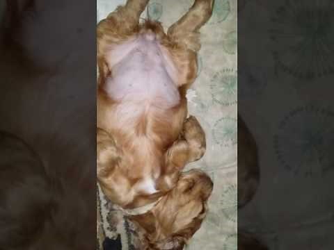 Tickle tickle my belly button babies