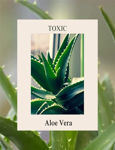 Cal Poly Cat Program on Reels