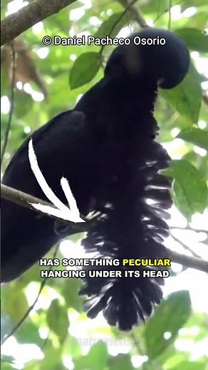 The Unique Long-Wattled Umbrellabird