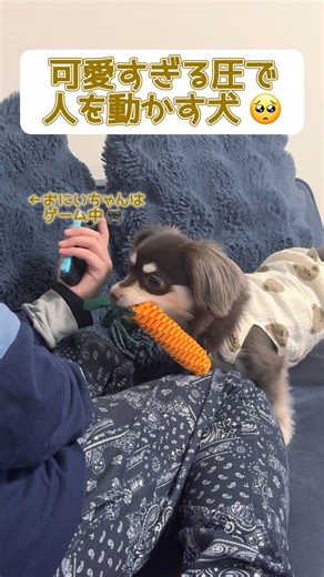 可愛すぎる圧で人を動かす犬 #チワックス#チワワ#ダックスフンド#犬#dog#chihuachs#chihuahua#dachshund