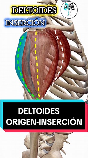 Anatomía y Kinesiología: Todo sobre los Huesos, Músculos y Articulaciones