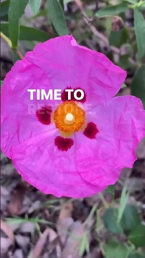 Spring Awakening lyrics and melody on frame drum by Miranda Rondeau