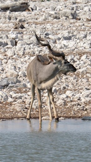 Kudus love the cool water: After a hot day in Etosha, Kudus will look for the nearest waterhole to quench their thirst and cool down. #namibia #wildlife #africa #etosha #travel | Nwrnamibia
