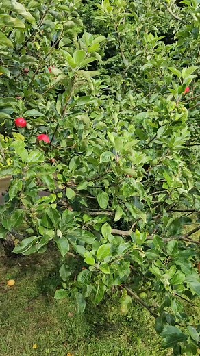 Picking apple from the backyard | Gen's Vlog