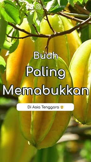 3.5K views · 30 reactions | Buah paling memabukkan di Asia Tenggara ...