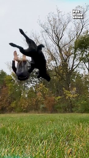 Others: “It’s just a pet talent show.” This week’s dog: Acts better than half of Hollywood 🎬🐶 Don’t miss it — Tuesdays at 2PM ET on The Pet Collective Channel! | The Pet Collective