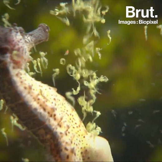 Les images impressionnantes d'un mâle hippocampe qui accouche.😮 | Brut nature FR