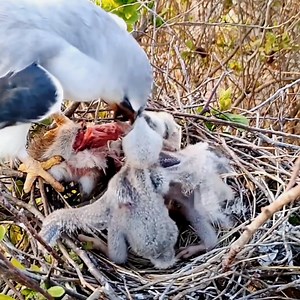 Mother Knows BEST Feeding Baby Birds | Review All Birds