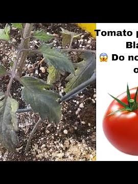 My tomato leaves are turning black