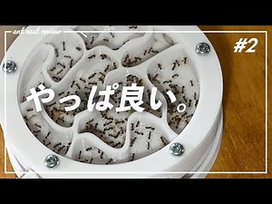 【アリ飼育】新型Ant case Type Cを最速レビュー！#2 【引越し＆2ヶ月使用】