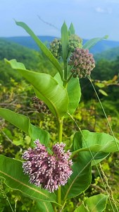 Here’s how to eat #milkweed — Asclepias syriaca! It’s important to note that not ALL milkweed species are edible, so stick to the few that are consumed more widely. This is a twist on one of @justine_snacks ‘s recent recipes, and it has dominated my table for at least two weeks now — I’ve loved every recipe of hers that I’ve ever tried, and her cookbook is FANTASTIC. When harvesting milkweed, only pick if you can’t count the number of plants you see in under thirty seconds! Grab one bunch of flo