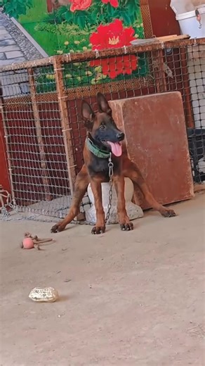 When your dog likes to do weird poses 🐕😂🤣 Dogs have a special talent for sitting, lying, and posing in the weirdest ways possible 🐶🤣. One second they’re loafing, the next they’re stretching like a yogi 🧘🐾. Does your pup do this too? 👀😂 | Dog Lovers