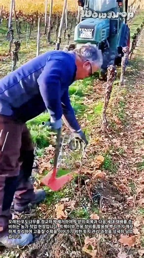 고품질 수확을 위한 포도밭 노후 수목 교체 및 토양 관리 과정 #worker #process #vineyard #soil #harvest