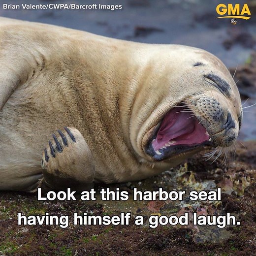 These are the funniest animals from the 2017 Comedy Wildlife Photography Awards! And boy are there some cuties! http://abcn.ws/2B7Bk3Y | Good Morning America