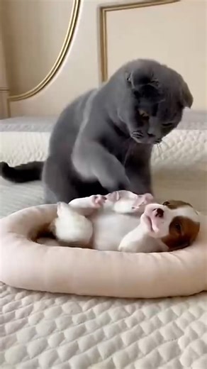 A Scottish Fold Attacks a Tiny Irish Red and White Setter Puppy... Then Mom Appears