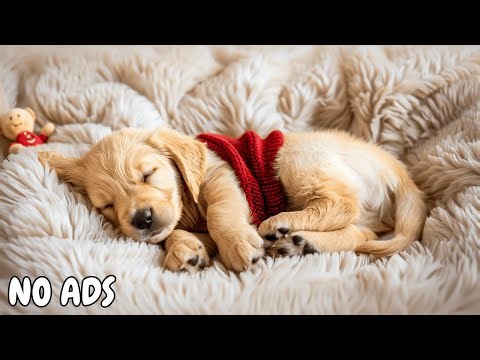12 HOURS of Anti-Anxiety Music for Dogs 🌙 Peaceful Music for Anxiety Relief & Sleep 💤 No Ads