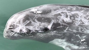 492K views · 3.6K reactions | We won't stop working until every captive dolphin is either retired or rehabilitated and released. Help us by lending your voice to cetaceans like this Risso's dolphin stuck at Taiji Whale Museum: bit.ly/HelpSaveDolphins #DolphinProject | Dolphin Project | Facebook