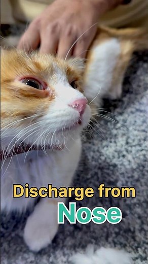 How to manage and treat feline herpes virus | Treatment of cat flu and eye infection