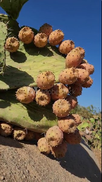 Fruits of prickly pear cactus (Opuntia) is a genus of arid-adapted plants with flavorful fruit and showy flowers.